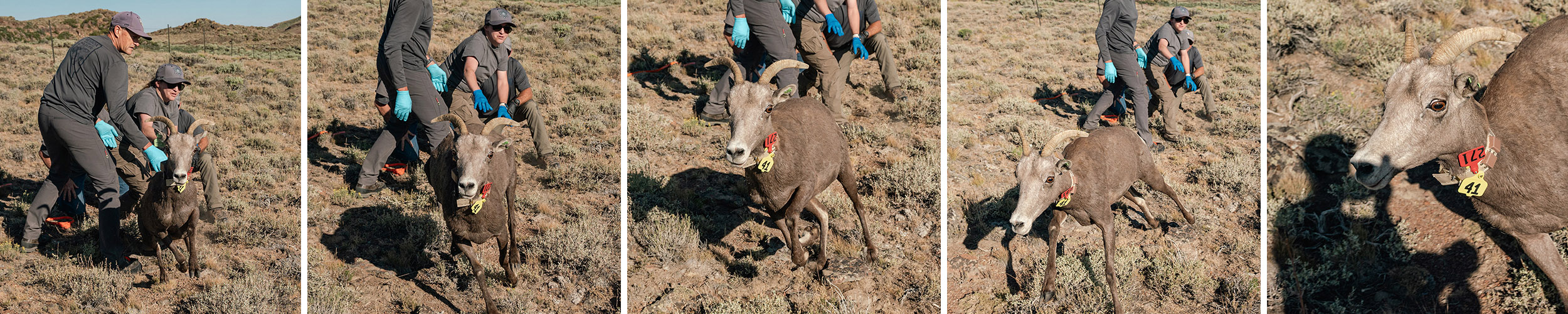 Five action shots of releasing a bighorn ewe into the mountains